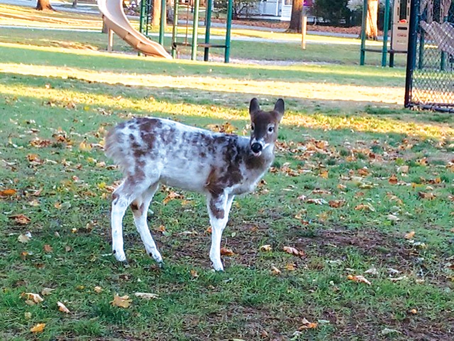 PIEBALDS: This little piebald deer, a relative genetic rarity, lives with his spotted family near Warwick City Park. City resident and wildlife enthusiast Art Dunn has been photographing members of the family, but unable to catch them all together in a single frame.